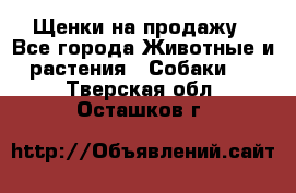 Щенки на продажу - Все города Животные и растения » Собаки   . Тверская обл.,Осташков г.